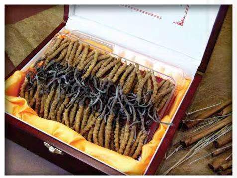 镇巴冬虫夏草回收